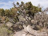 Valley of Fires Recreation Area : New Mexico